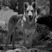点击查看图片 狼拳 Wolf