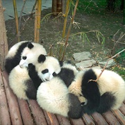 点击查看图片 大熊猫 Pandas