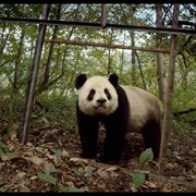 点击查看图片 大熊猫 Pandas