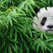 点击查看图片 大熊猫 Pandas