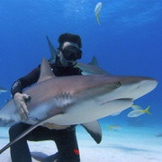 点击查看图片 鲨鱼海洋:灭绝 Sharkwater Extinction
