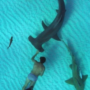 点击查看图片 鲨鱼海洋:灭绝 Sharkwater Extinction
