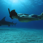点击查看图片 鲨鱼海洋:灭绝 Sharkwater Extinction