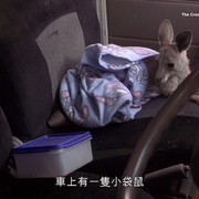 鳄鱼猎手：激情之旅 The Crocodile Hunter: Collision Course