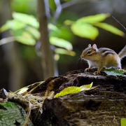 小小世界 Tiny World