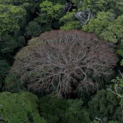 从前有座森林 Il était une Forêt