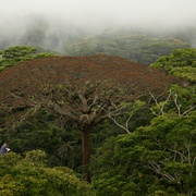 从前有座森林 Il était une Forêt