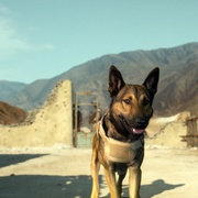 点击查看图片 军犬麦克斯 Max