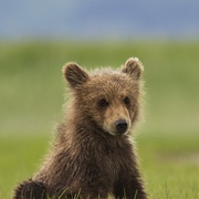 点击查看图片 熊世界 Bears