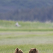 点击查看图片 熊世界 Bears