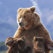 点击查看图片 熊世界 Bears