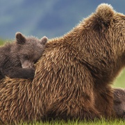 点击查看图片 熊世界 Bears