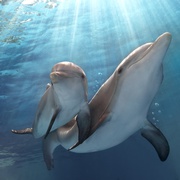 点击查看图片 海豚的故事2 Dolphin Tale 2