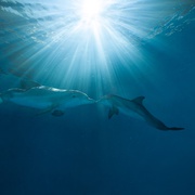 点击查看图片 海豚的故事2 Dolphin Tale 2