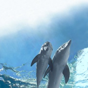 点击查看图片 海豚的故事2 Dolphin Tale 2