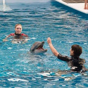 点击查看图片 海豚的故事2 Dolphin Tale 2