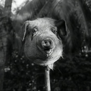 点击查看图片 蝇王 Lord of the Flies