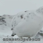 点击查看图片 英伦四季 The Great British Year