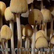 点击查看图片 英伦四季 The Great British Year
