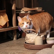 点击查看图片 猫忍