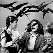 点击查看图片 群鸟 The Birds