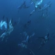 点击查看图片 狂野之海 Wild Ocean 3D