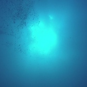 点击查看图片 狂野之海 Wild Ocean 3D