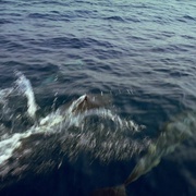点击查看图片 狂野之海 Wild Ocean 3D