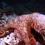 深海猎奇 Deep Sea