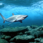 深海猎奇 Deep Sea
