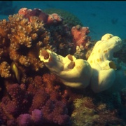 点击查看图片 海洋仙境 Ocean Wonderland