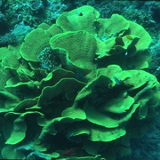 点击查看图片 海洋仙境 Ocean Wonderland
