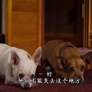 比佛利拜金狗2 Beverly Hills Chihuahua 2