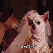 比佛利拜金狗2 Beverly Hills Chihuahua 2