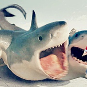 夺命六头鲨 6-Headed Shark Attack