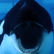 点击查看图片 黑鲸 Blackfish