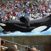 点击查看图片 黑鲸 Blackfish