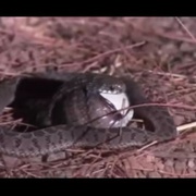点击查看图片 可爱的动物 Animals Are Beautiful People