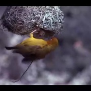 点击查看图片 可爱的动物 Animals Are Beautiful People