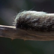点击查看图片 可爱的动物 Animals Are Beautiful People