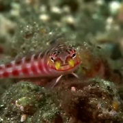 梦幻珊瑚海：唤醒 Coral Sea Dreaming: Awaken