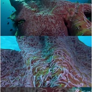 梦幻珊瑚海：唤醒 Coral Sea Dreaming: Awaken