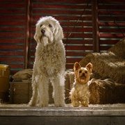 点击查看图片 萌犬好声音 Pup Star