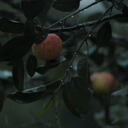 点击查看图片 苹果酒与罗西 Cider With Rosie