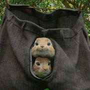 点击查看图片 比得兔 Peter Rabbit