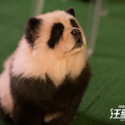 点击查看图片 汪星卧底 Show Dogs