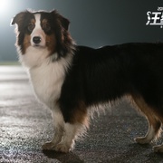 点击查看图片 汪星卧底 Show Dogs