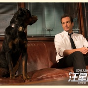 点击查看图片 汪星卧底 Show Dogs