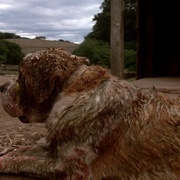 狂犬惊魂 Cujo