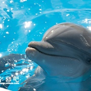点击查看图片 海豚伯尼 Bernie The Dolphin
